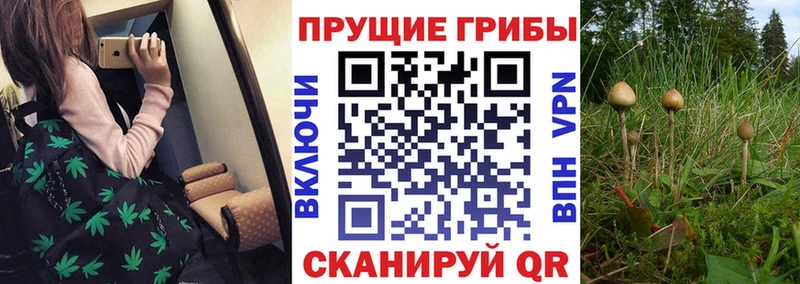 Галлюциногенные грибы Magic Shrooms  купить наркотики цена  Юхнов 